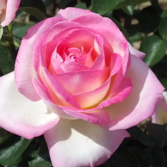 Trandafir cu parfum discret - Trandafiri - Princesse de Monaco ® - Trandafiri online